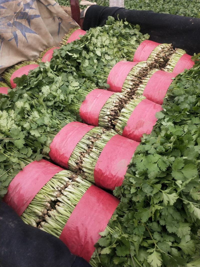 山东泰安精品大叶香菜大量上市，质优价廉，一手货源，