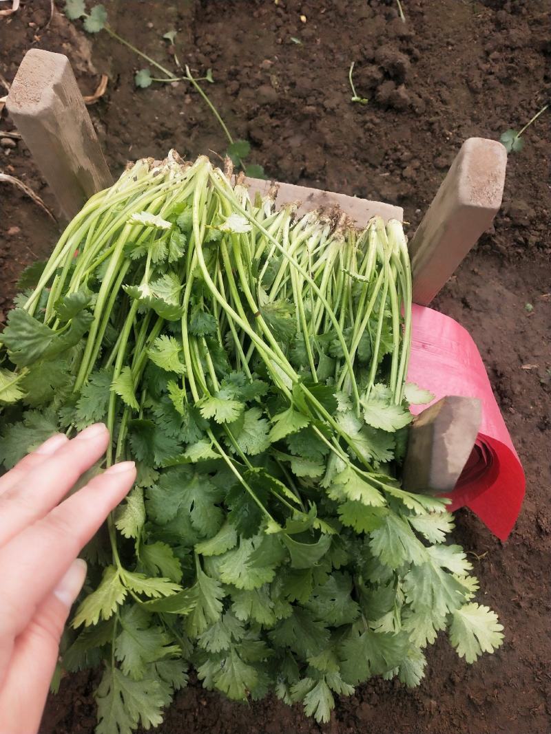 山东泰安精品大叶香菜大量上市，质优价廉，一手货源，