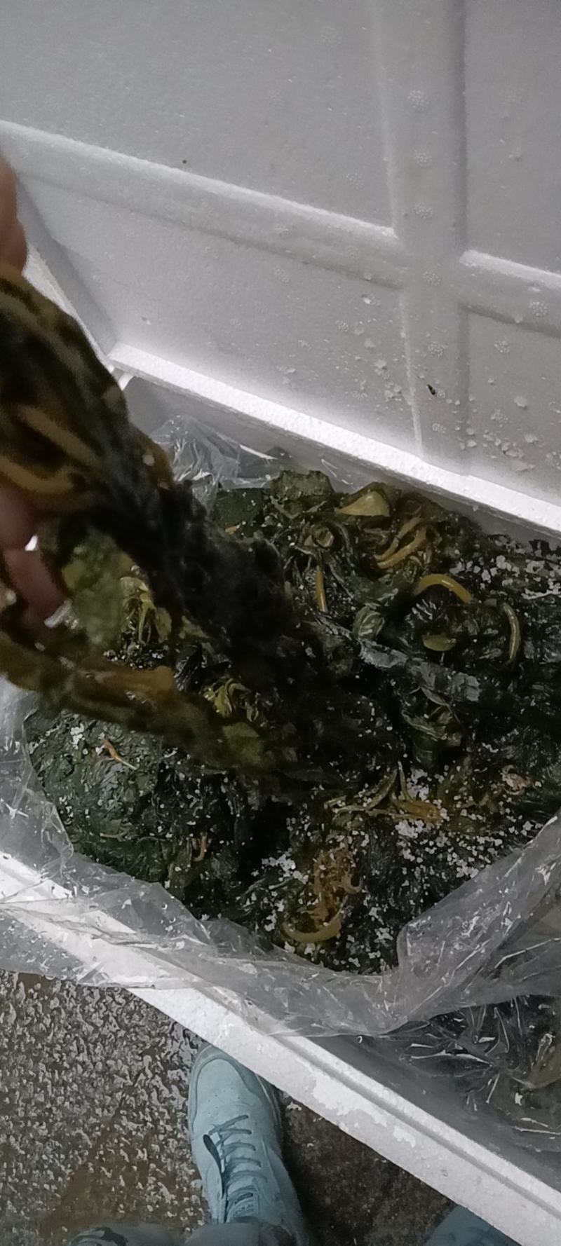裙带菜真空包装海带苗批发售卖量大从优质量保障，可代发