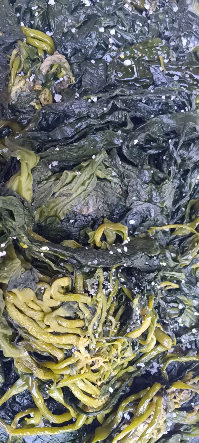 裙带菜真空包装海带苗批发售卖量大从优质量保障，可代发