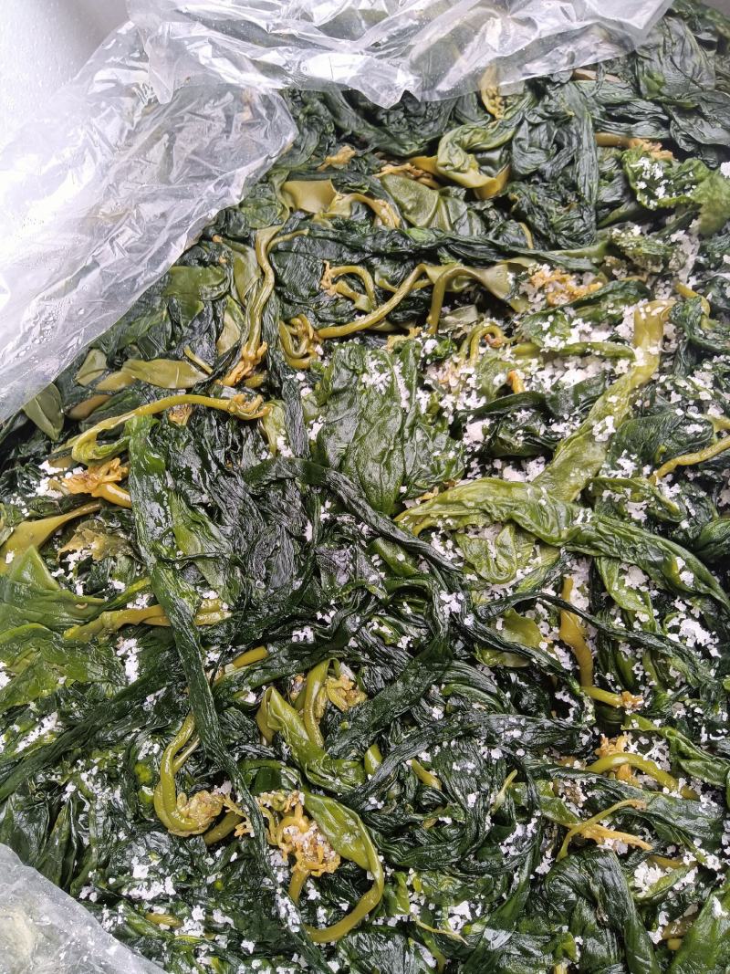 裙带菜真空包装海带苗批发售卖量大从优质量保障，可代发