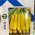 金香蕉西葫芦种子短蔓矮生型西葫芦瓜种子皮色金黄可生食