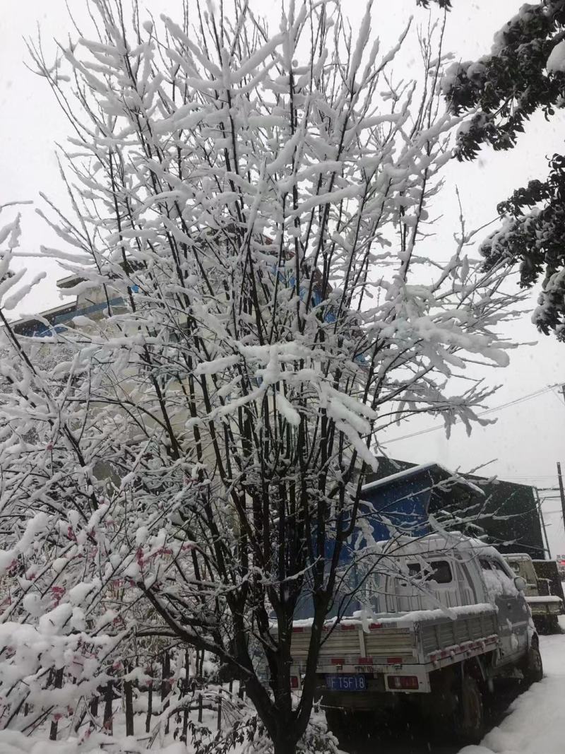 长期批发湖南紫叶李，紫叶李小苗，精品紫叶李，湖南红叶李