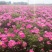 白芍芽头亳州本地蒲棒白芍芽头线蒲棒