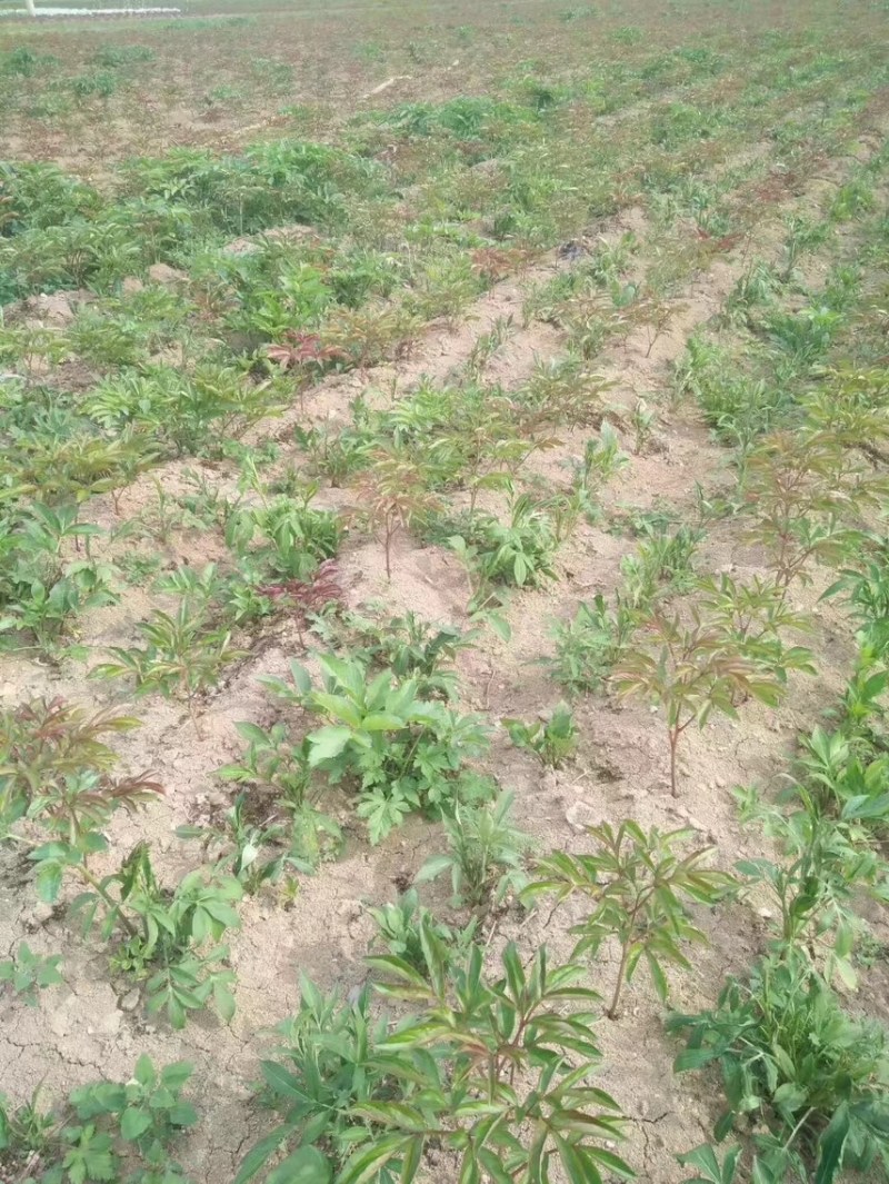 白芍芽头亳州本地蒲棒白芍芽头线蒲棒