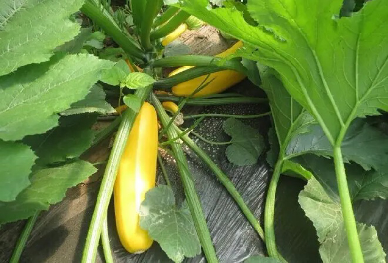 金香蕉西葫芦种子短蔓矮生型西葫芦瓜种子皮色金黄可生食
