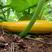 金香蕉西葫芦种子短蔓矮生型西葫芦瓜种子皮色金黄可生食