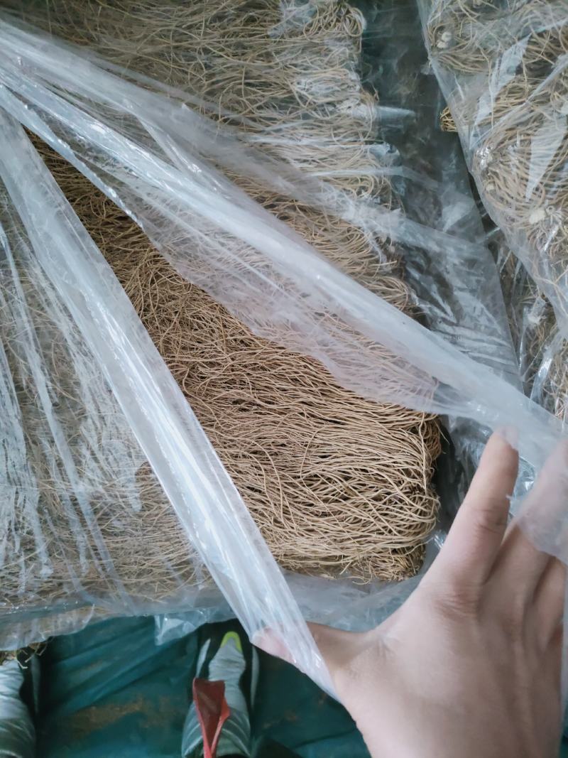 优选东北白薇种子保质保量大量有货欢迎选购