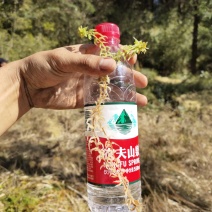 水苔水草高山野生水草海花草