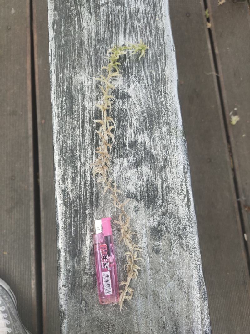 水苔水草高山野生水草海花草