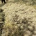 水苔水草高山野生水草海花草
