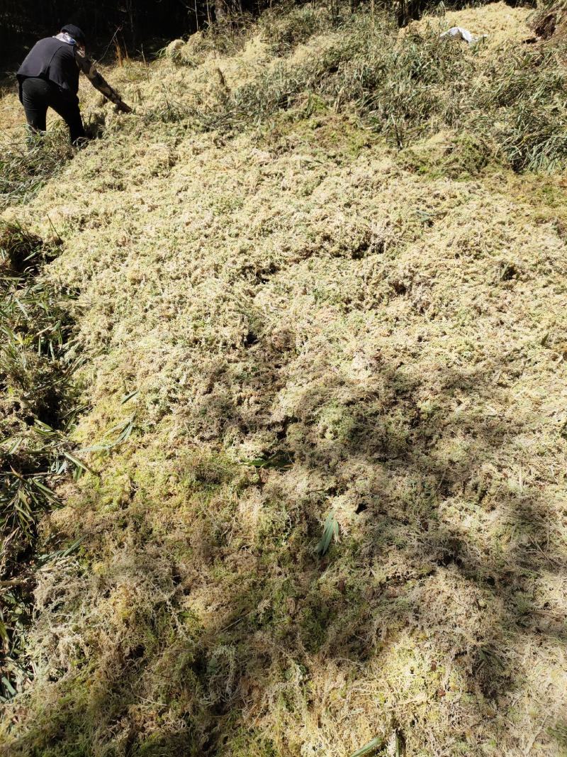水苔水草高山野生水草海花草