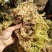 水苔水草高山野生水草海花草