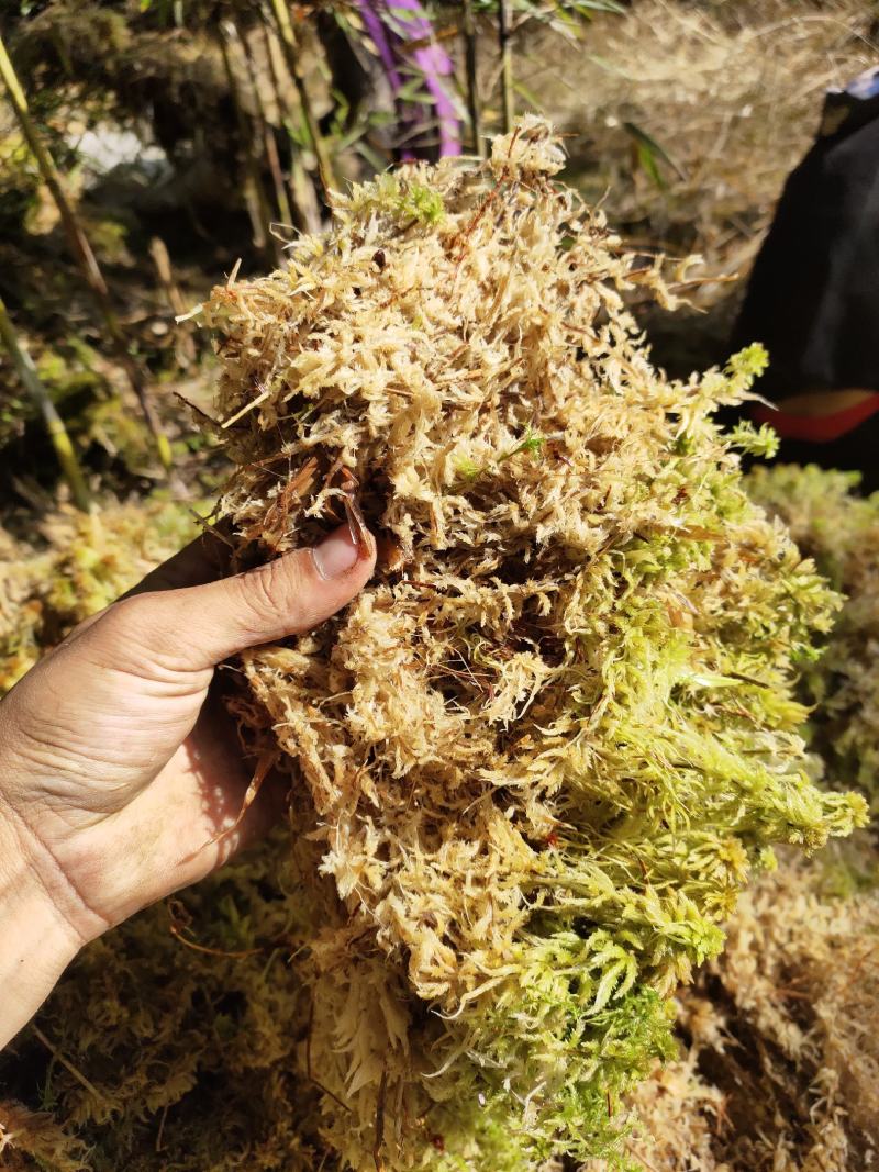 水苔水草高山野生水草海花草