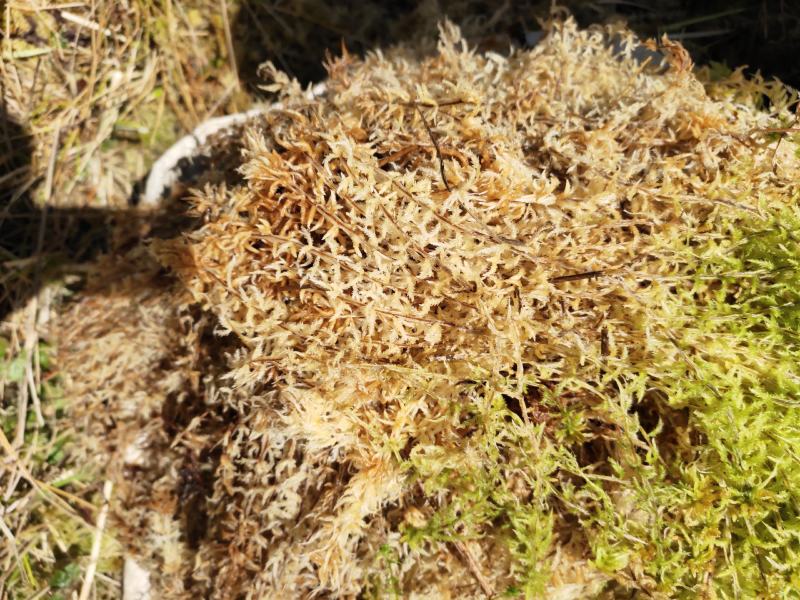 水苔水草高山野生水草海花草
