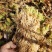 水苔水草高山野生水草海花草