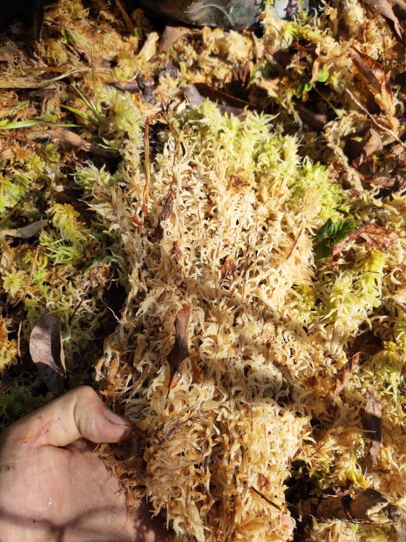 水苔水草高山野生水草海花草