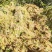 水苔水草高山野生水草海花草