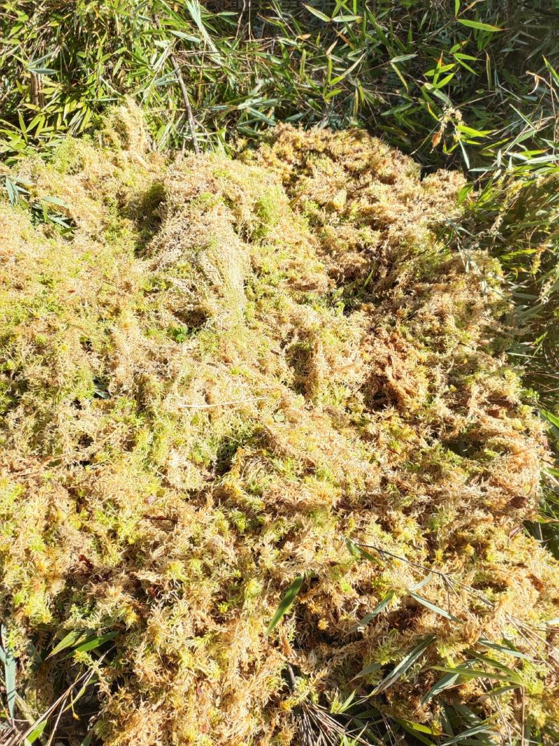 水苔水草高山野生水草海花草