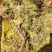 水苔水草高山野生水草海花草