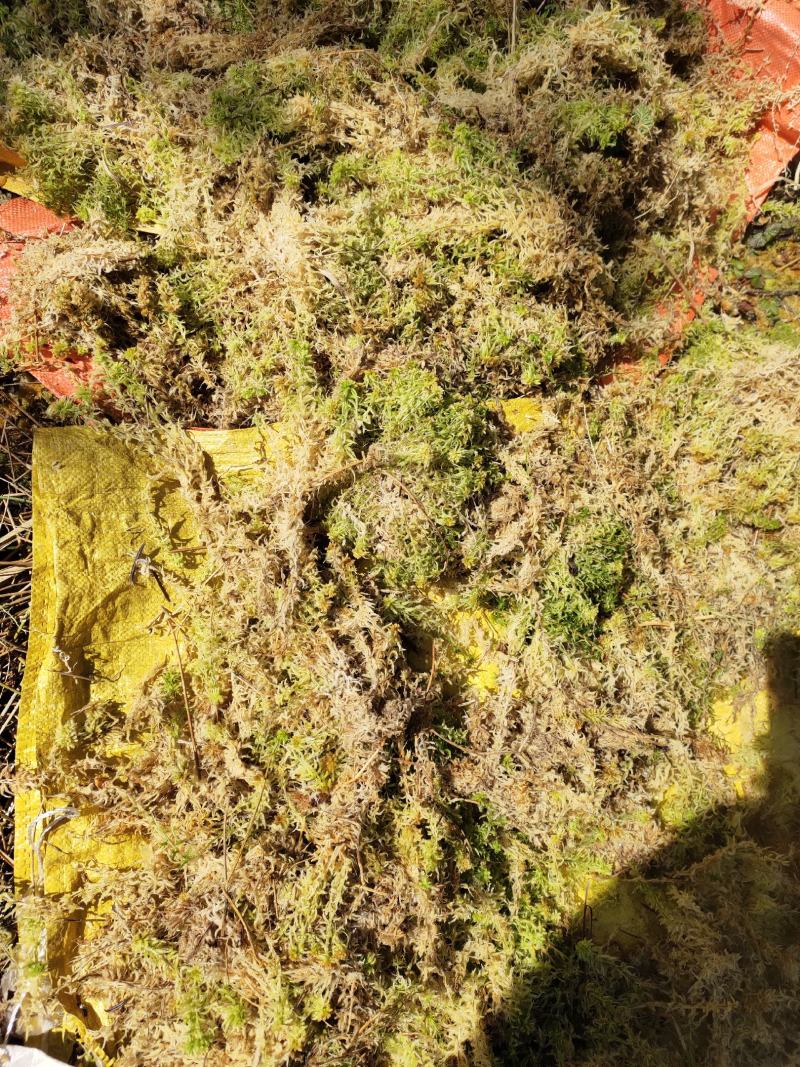 水苔水草高山野生水草海花草