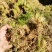 水苔水草高山野生水草海花草