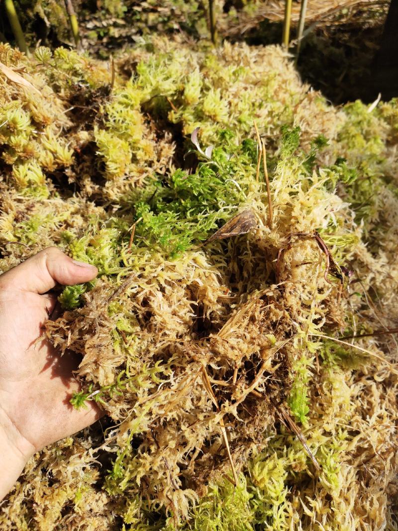 水苔水草高山野生水草海花草