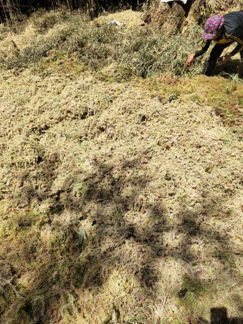 水苔水草高山野生水草海花草