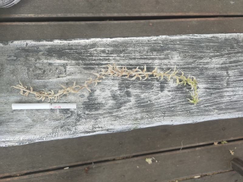 水苔水草高山野生水草海花草