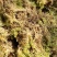 水苔水草高山野生水草海花草