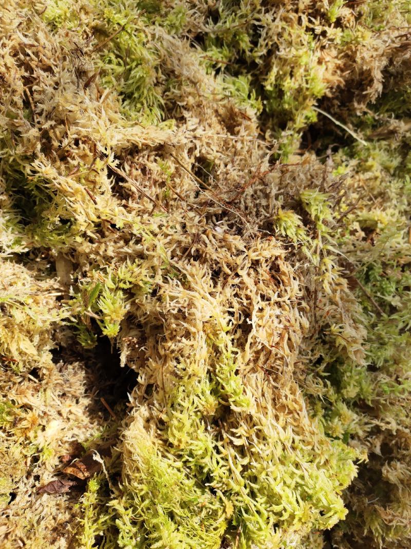水苔水草高山野生水草海花草