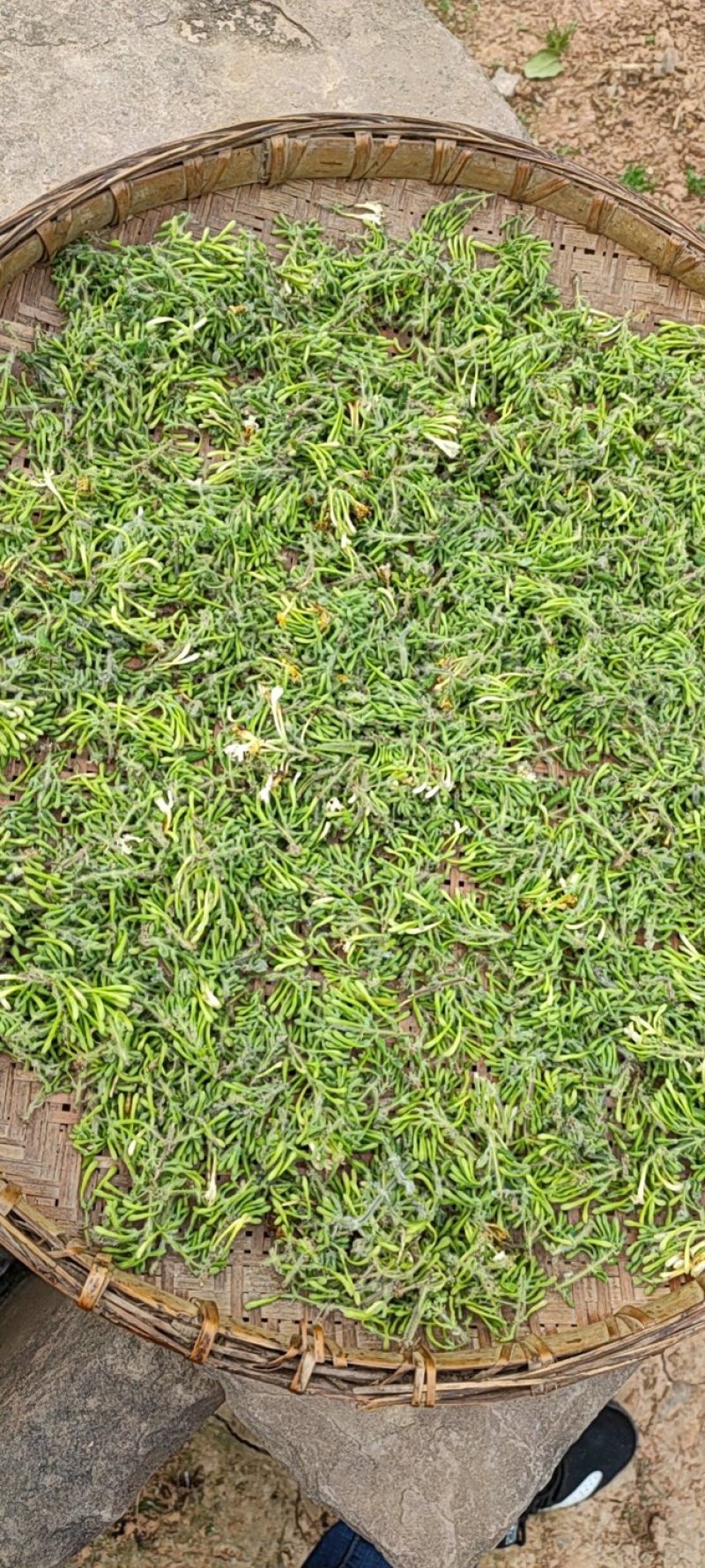 金银花四川野生金银花2022新产野生金银花