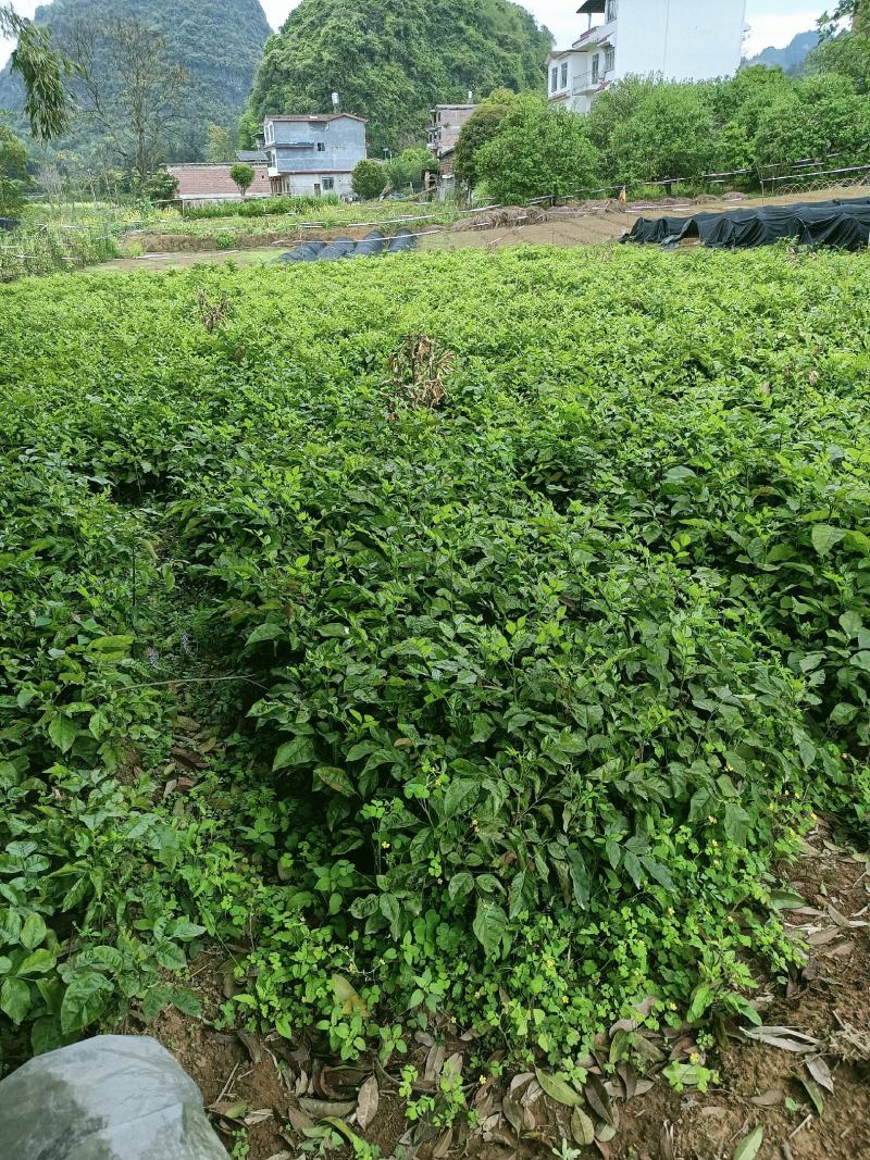黄皮果苗