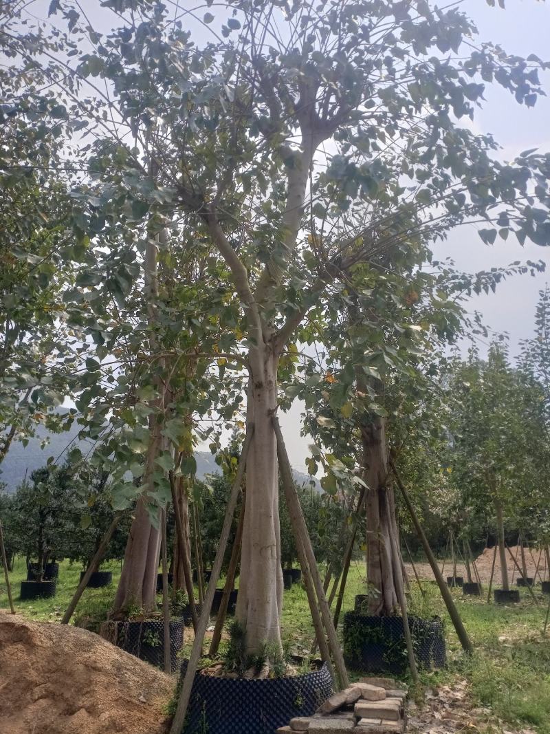 杜松福建漳州杜松绿化庭院设计基地直供大小规格