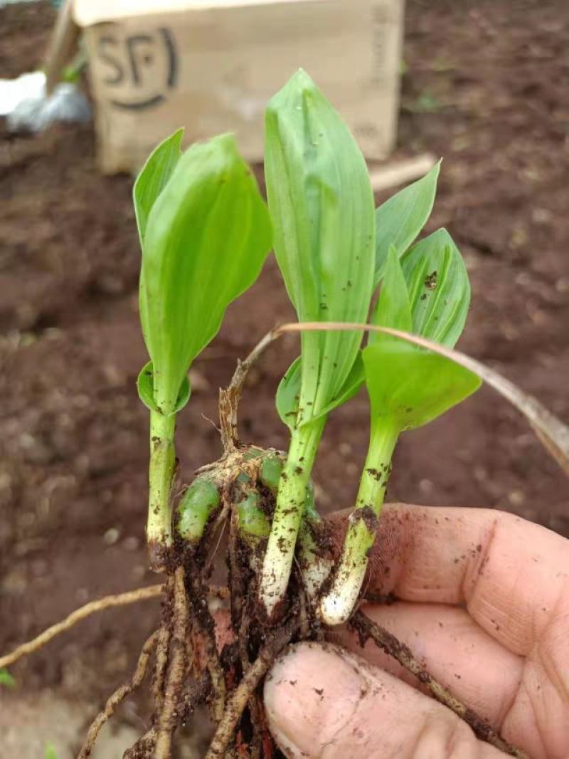 紫花宽叶大白及2年苗