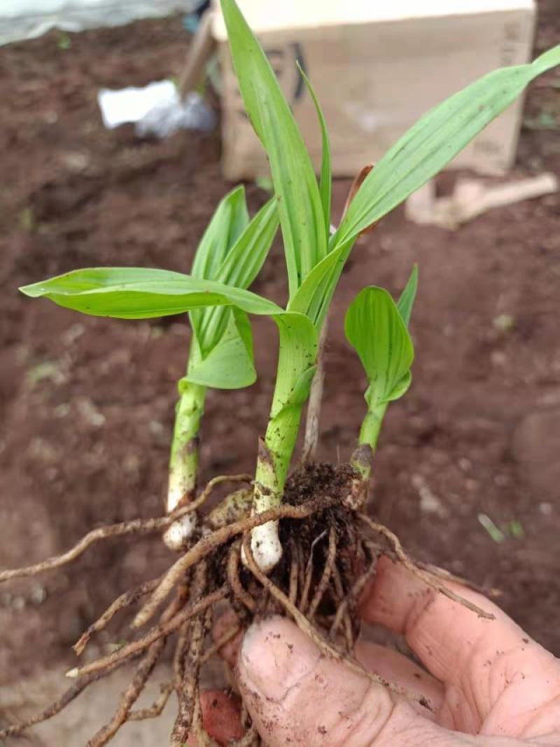 紫花宽叶大白及2年苗