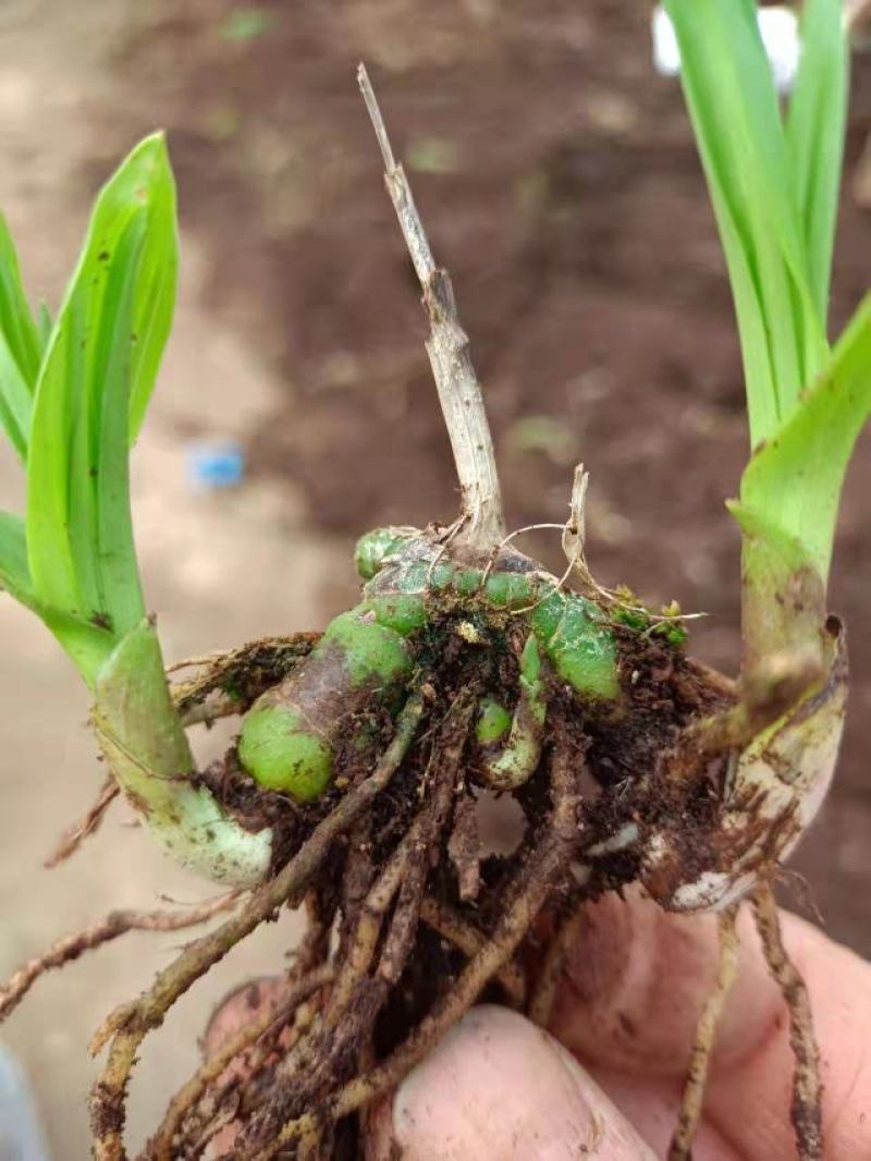 紫花宽叶大白及2年苗