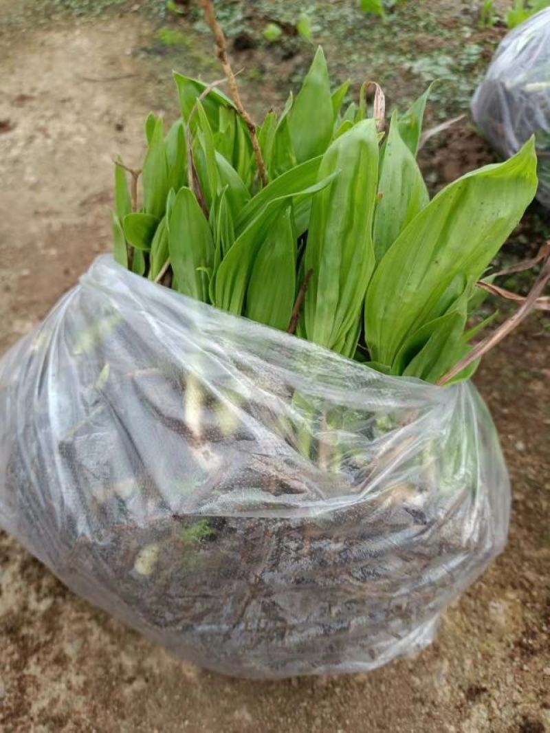 紫花宽叶大白及2年苗