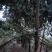 枇杷树