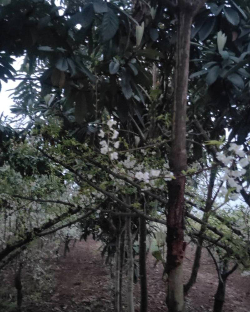 枇杷树