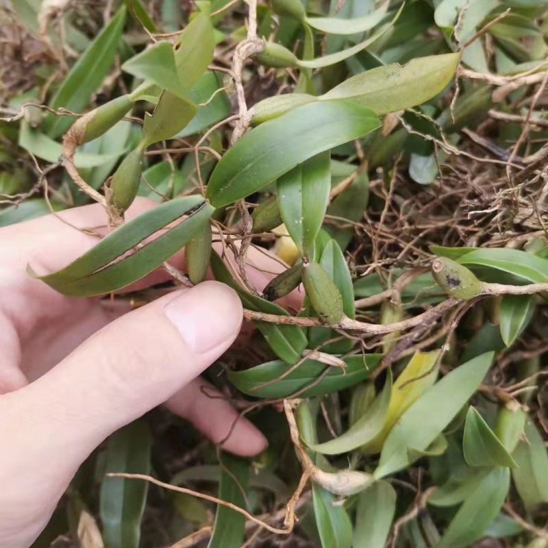 双叶中大果石橄榄广东双叶中大果