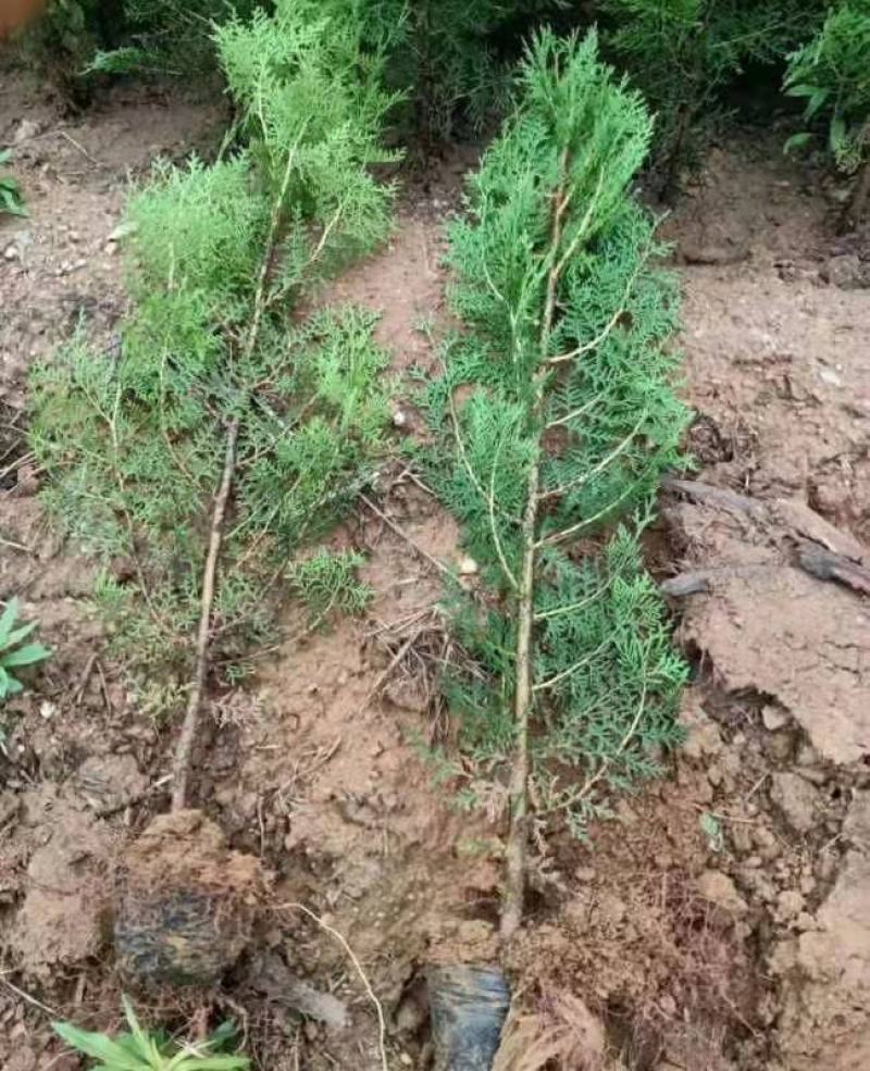 山东侧柏小苗柏树高侧柏各种规格杯苗大田苗