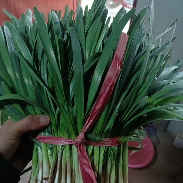 精品韭菜