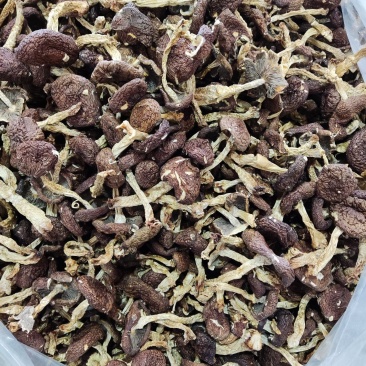 福建省古田县食用菌之都，球盖菇