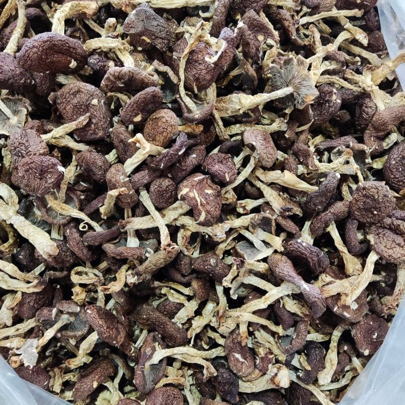 福建省古田县食用菌之都，球盖菇