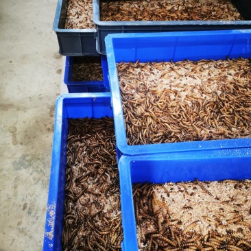 大麦虫商品4～6厘米，货量大，货量足，货源稳定。