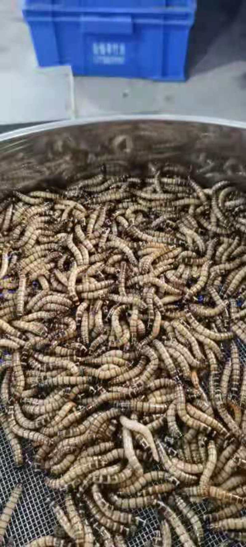 大麦虫商品4～6厘米，货量大，货量足，货源稳定。