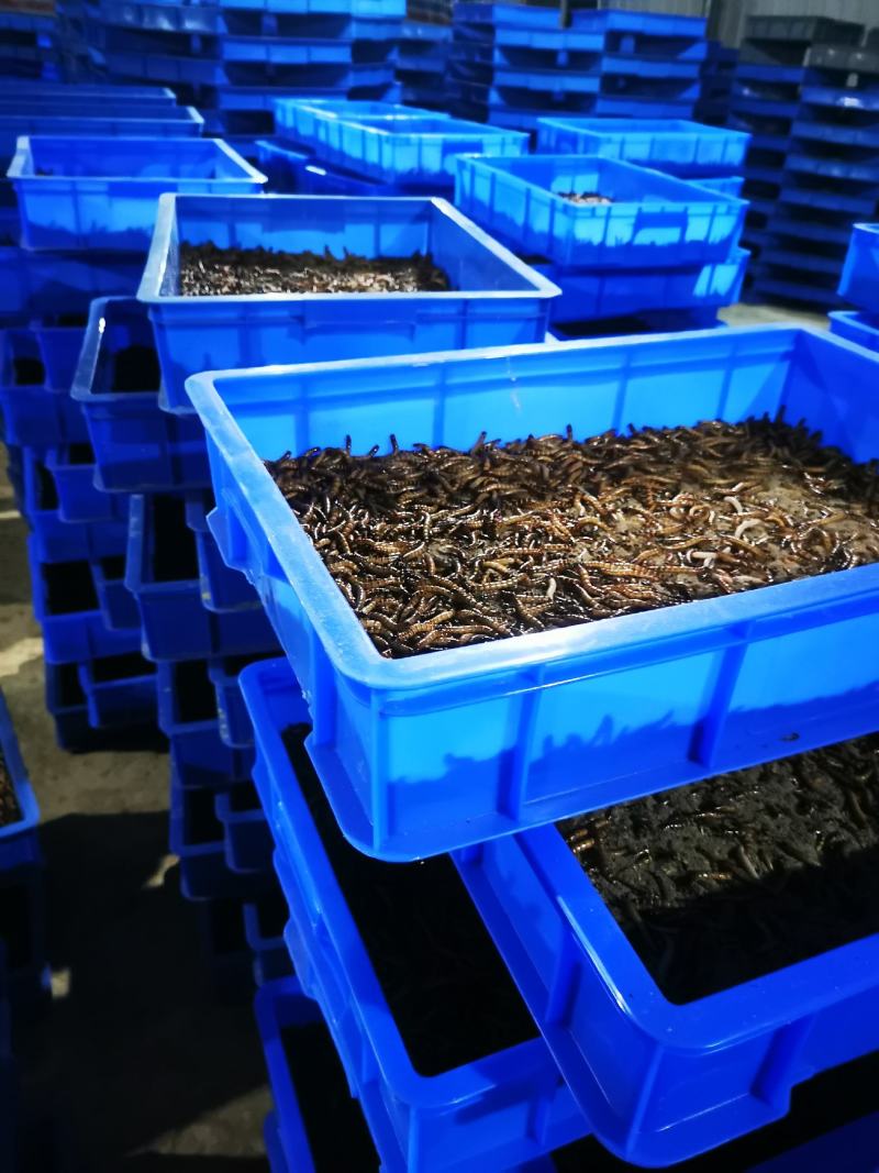 大麦虫商品4～6厘米，货量大，货量足，货源稳定。