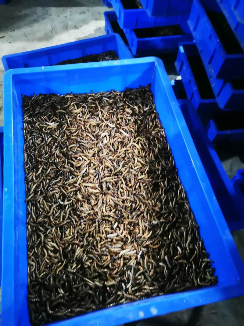大麦虫商品4～6厘米，货量大，货量足，货源稳定。