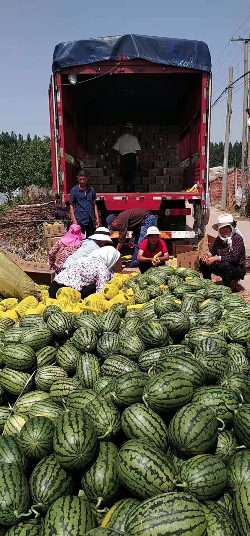 固堤2k西瓜大量上市，种植面积几十万亩，量大质优